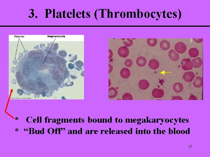 3. Platelets (Thrombocytes) * Cell fragments bound to megakaryocytes * “Bud Off” and are