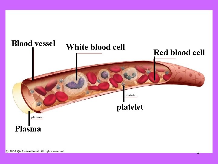 Blood vessel White blood cell Red blood cell platelet Plasma 4 