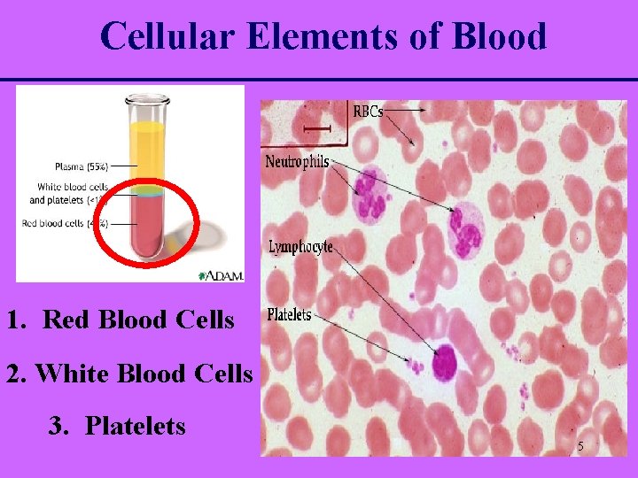 Cellular Elements of Blood 1. Red Blood Cells 2. White Blood Cells 3. Platelets