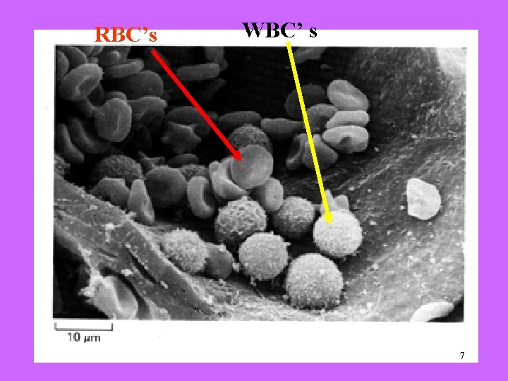 RBC’s WBC’ s 7 