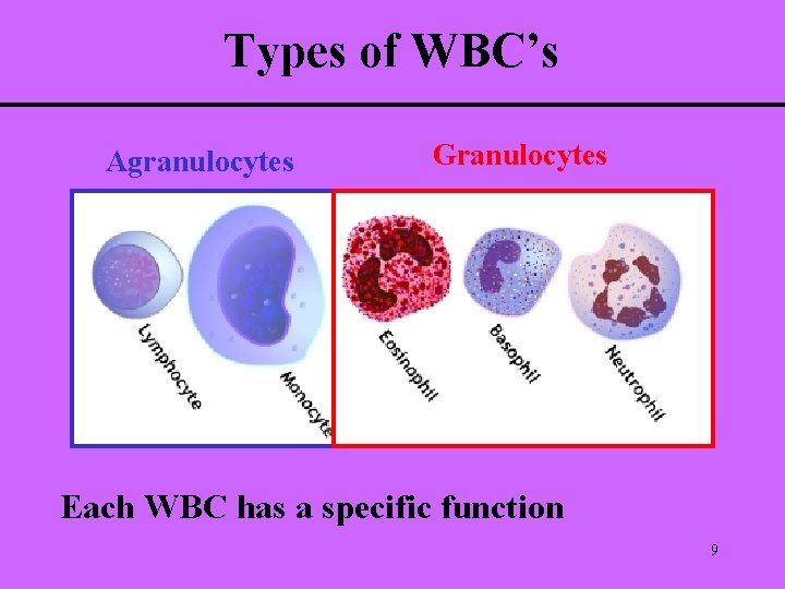 Types of WBC’s Agranulocytes Granulocytes Each WBC has a specific function 9 