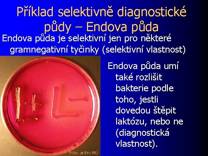 Příklad selektivně diagnostické půdy – Endova půda je selektivní jen pro některé gramnegativní tyčinky