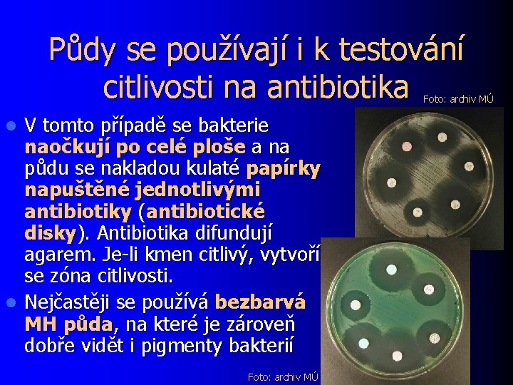 Půdy se používají i k testování citlivosti na antibiotika Foto: archiv MÚ V tomto