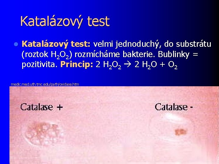 Katalázový test l Katalázový test: velmi jednoduchý, do substrátu (roztok H 2 O 2)