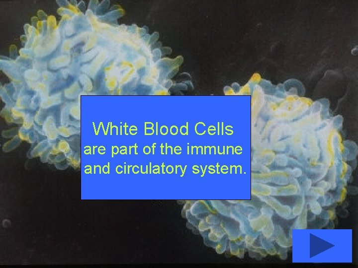 White Blood Cells are part of the immune and circulatory system. 