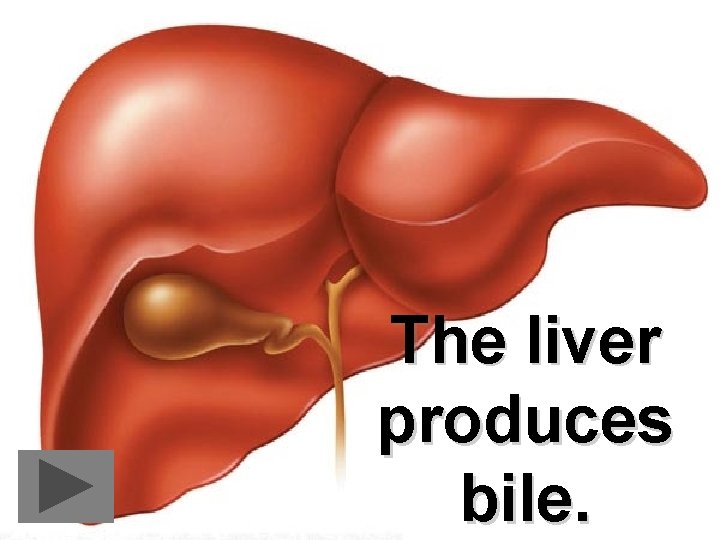 The liver produces bile. 