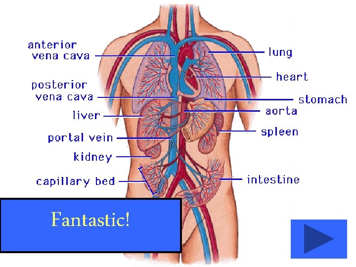 organ carries oxygen to all parts of the body