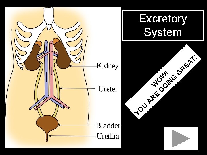 Excretory System T! ! W O ING W O D E R YO U