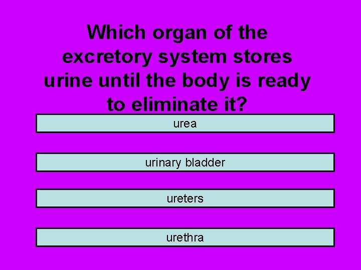 Which organ of the excretory system stores urine until the body is ready to