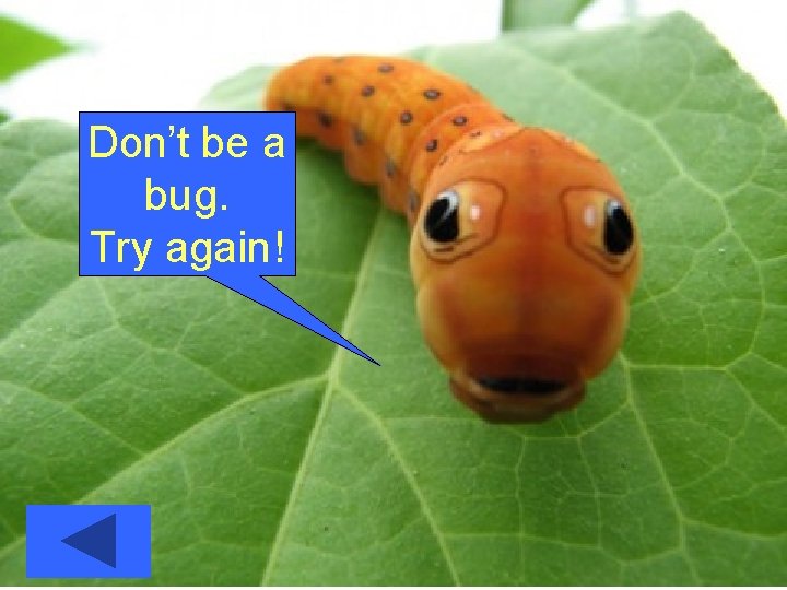 Don’t be a bug. Try again! 