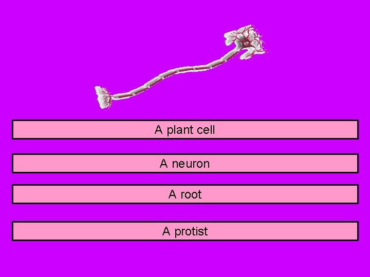 A plant cell A neuron A root A protist 