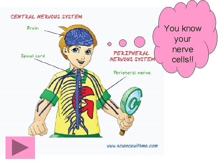You know your nerve cells!! 