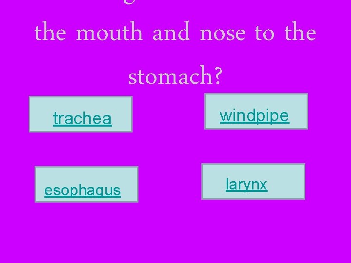 the mouth and nose to the stomach? trachea esophagus windpipe larynx 