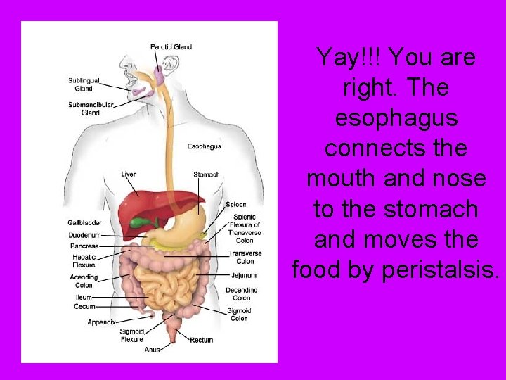 Yay!!! You are right. The esophagus connects the mouth and nose to the stomach