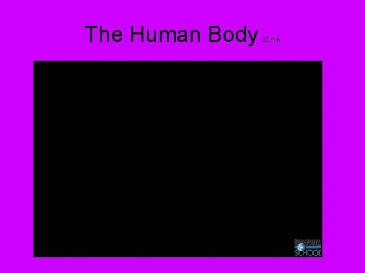 The Human Body 20 min 