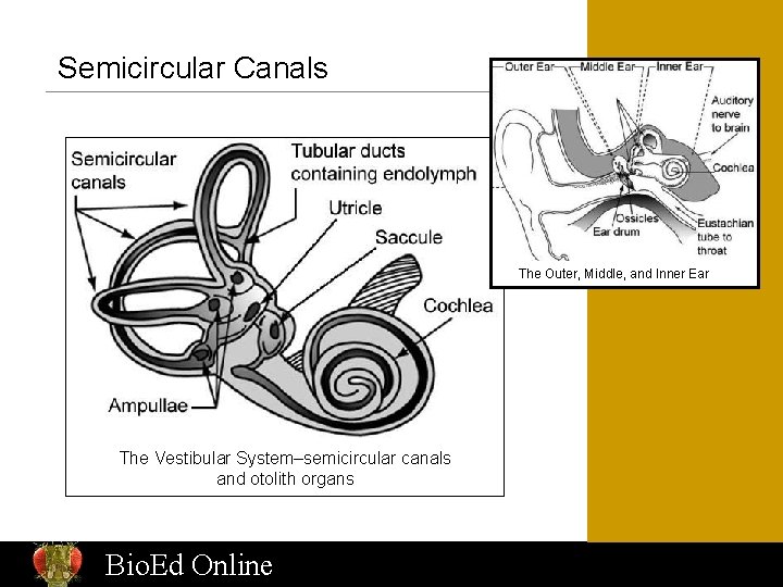 Semicircular Canals The Outer, Middle, and Inner Ear The Vestibular System–semicircular canals and otolith