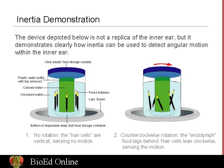 Inertia Demonstration The device depicted below is not a replica of the inner ear,