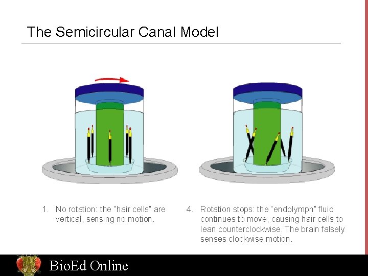 The Semicircular Canal Model 1. No rotation: the “hair cells” are vertical, sensing no