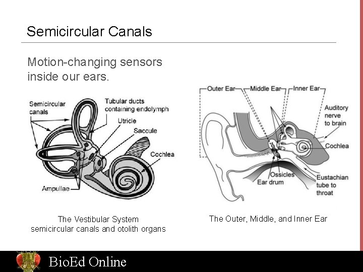 Semicircular Canals Motion-changing sensors inside our ears. The Vestibular System semicircular canals and otolith