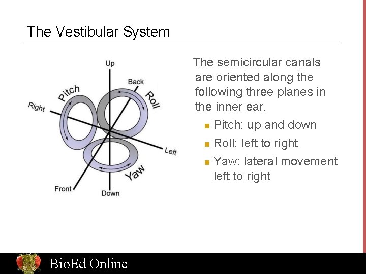 The Vestibular System The semicircular canals are oriented along the following three planes in