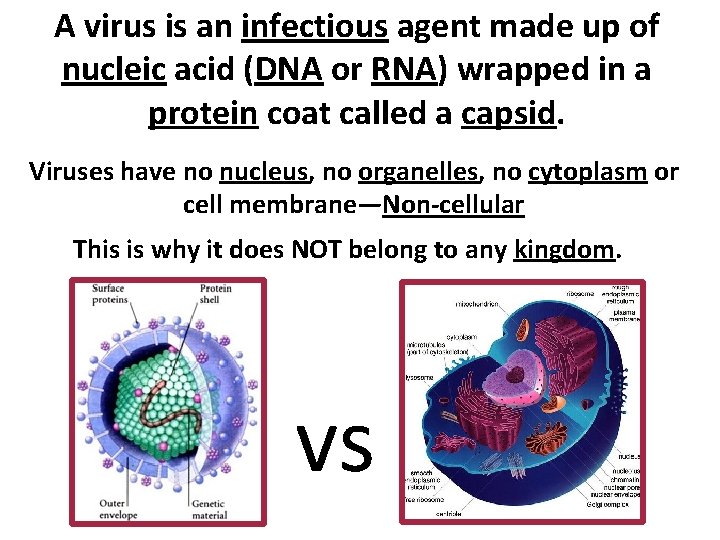 A virus is an infectious agent made up of nucleic acid (DNA or RNA)