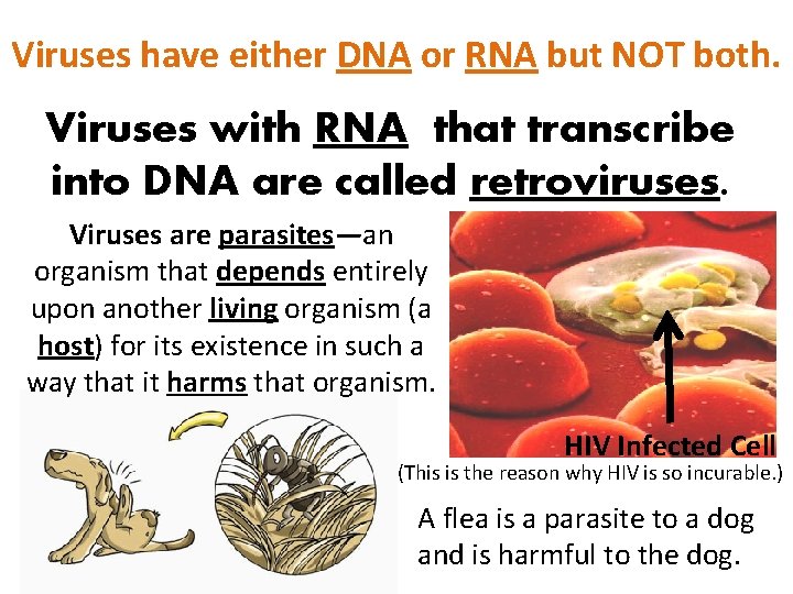 Viruses have either DNA or RNA but NOT both. Viruses with RNA that transcribe