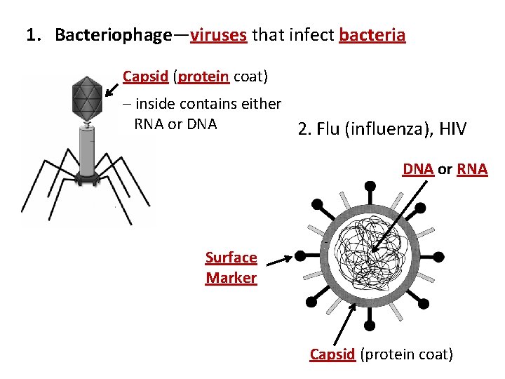 1. Bacteriophage—viruses that infect bacteria Capsid (protein coat) – inside contains either RNA or