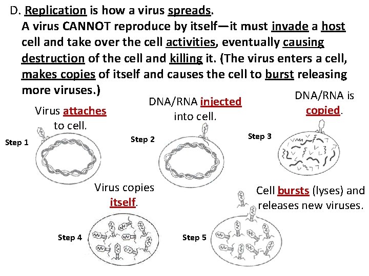 D. Replication is how a virus spreads. A virus CANNOT reproduce by itself—it must