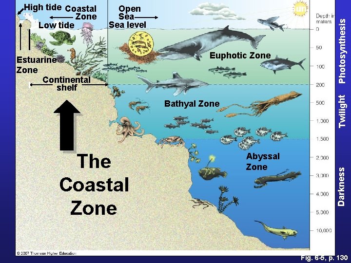 Open Sea level Bathyal Zone The Coastal Zone Photosynthesis Euphotic Zone Twilight Estuarine Zone
