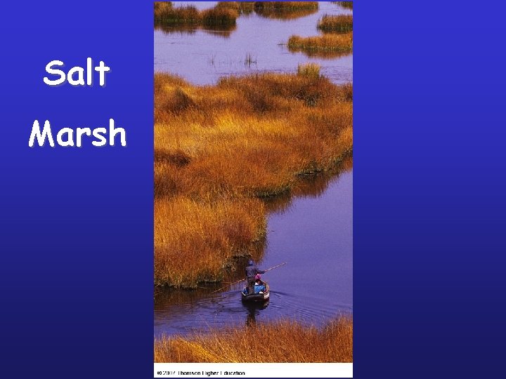 Salt Marsh 