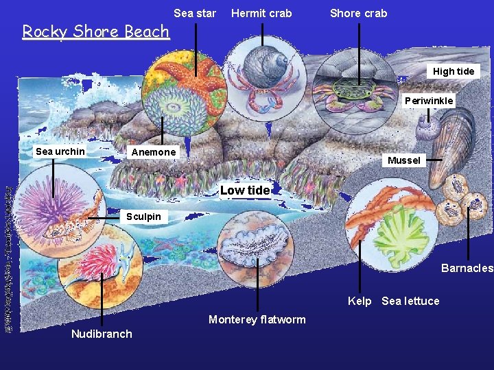 Rocky Shore Beach Sea star Hermit crab Shore crab High tide Periwinkle Sea urchin
