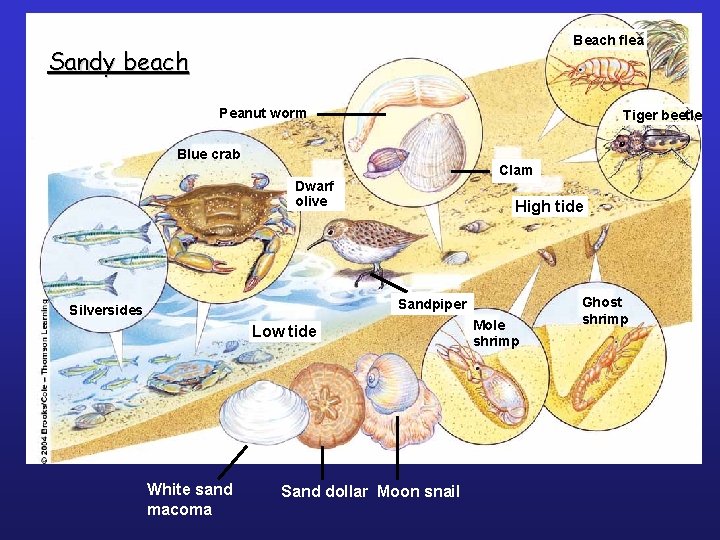 Beach flea Sandy beach Peanut worm Tiger beetle Blue crab Clam Dwarf olive High