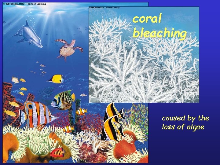 coral bleaching caused by the loss of algae 