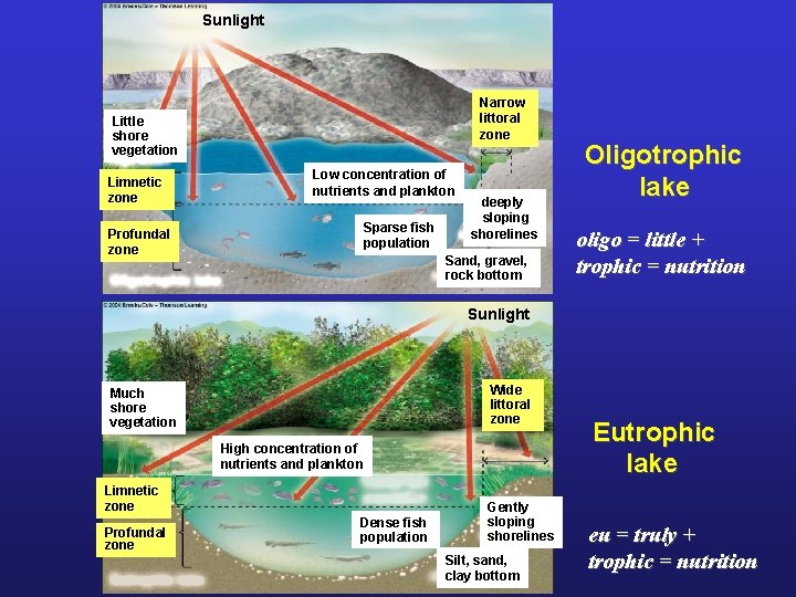 Sunlight Narrow littoral zone Little shore vegetation Limnetic zone Profundal zone Low concentration of