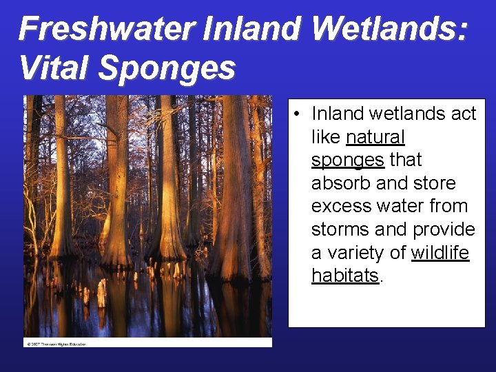 Freshwater Inland Wetlands: Vital Sponges • Inland wetlands act like natural sponges that absorb