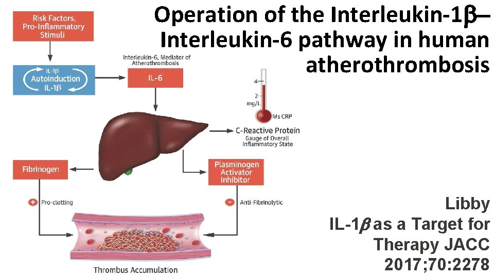 The Pathogenesis of Atherothrombosis and the Role of