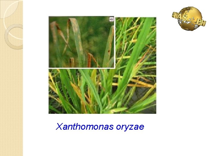 Xanthomonas oryzae 