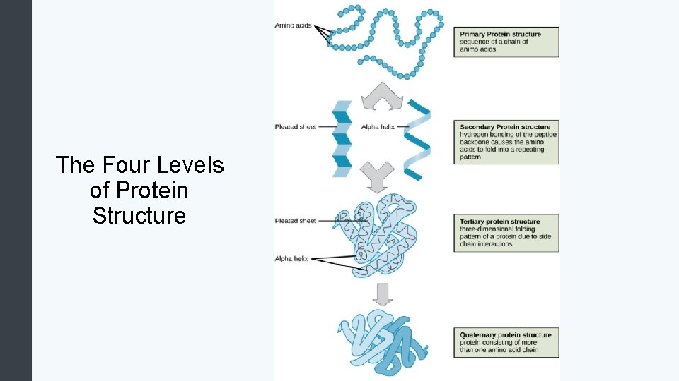 The Four Levels of Protein Structure 
