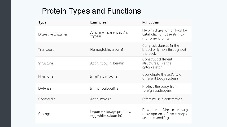Protein Types and Functions Type Examples Functions Digestive Enzymes Amylase, lipase, pepsin, trypsin Help