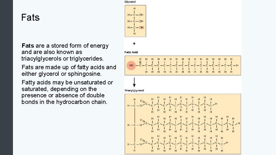 Fats are a stored form of energy and are also known as triacylglycerols or