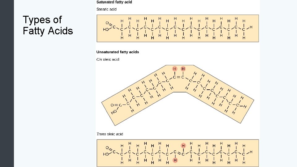 Types of Fatty Acids 