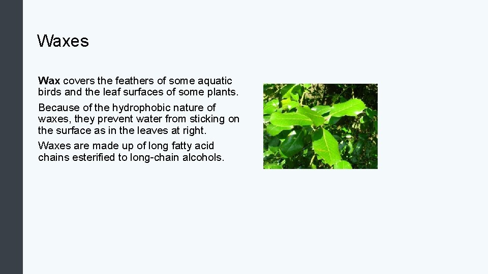 Waxes Wax covers the feathers of some aquatic birds and the leaf surfaces of