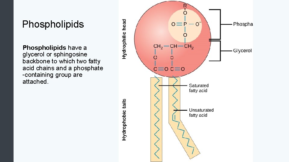 Phospholipids have a glycerol or sphingosine backbone to which two fatty acid chains and