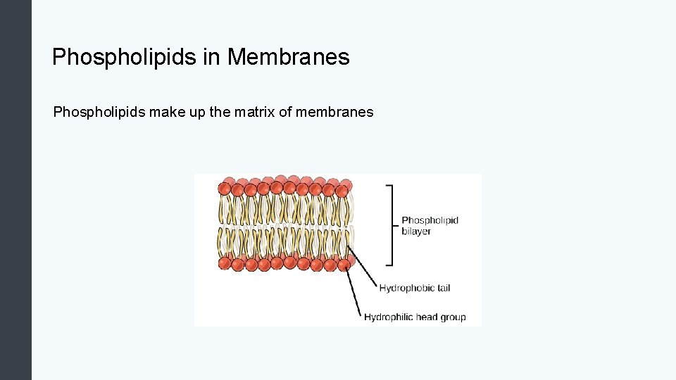 Phospholipids in Membranes Phospholipids make up the matrix of membranes 