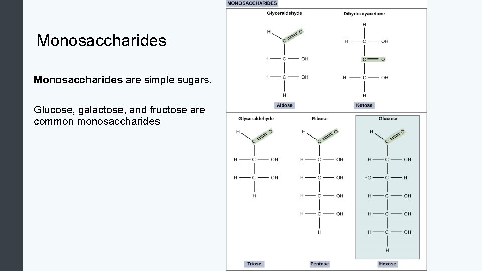 Monosaccharides are simple sugars. Glucose, galactose, and fructose are common monosaccharides 