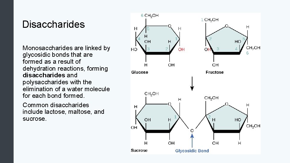 Disaccharides Monosaccharides are linked by glycosidic bonds that are formed as a result of