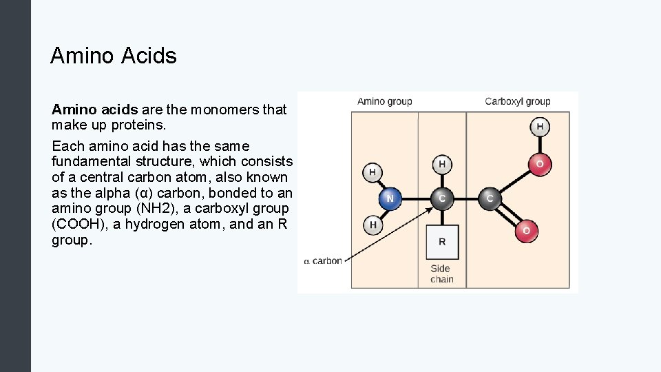 Amino Acids Amino acids are the monomers that make up proteins. Each amino acid