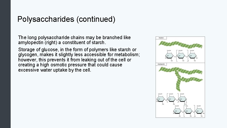 Polysaccharides (continued) The long polysaccharide chains may be branched like amylopectin (right) a constituent