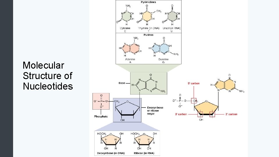 Molecular Structure of Nucleotides 