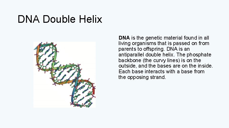DNA Double Helix DNA is the genetic material found in all living organisms that